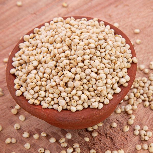sorghum(jowar)